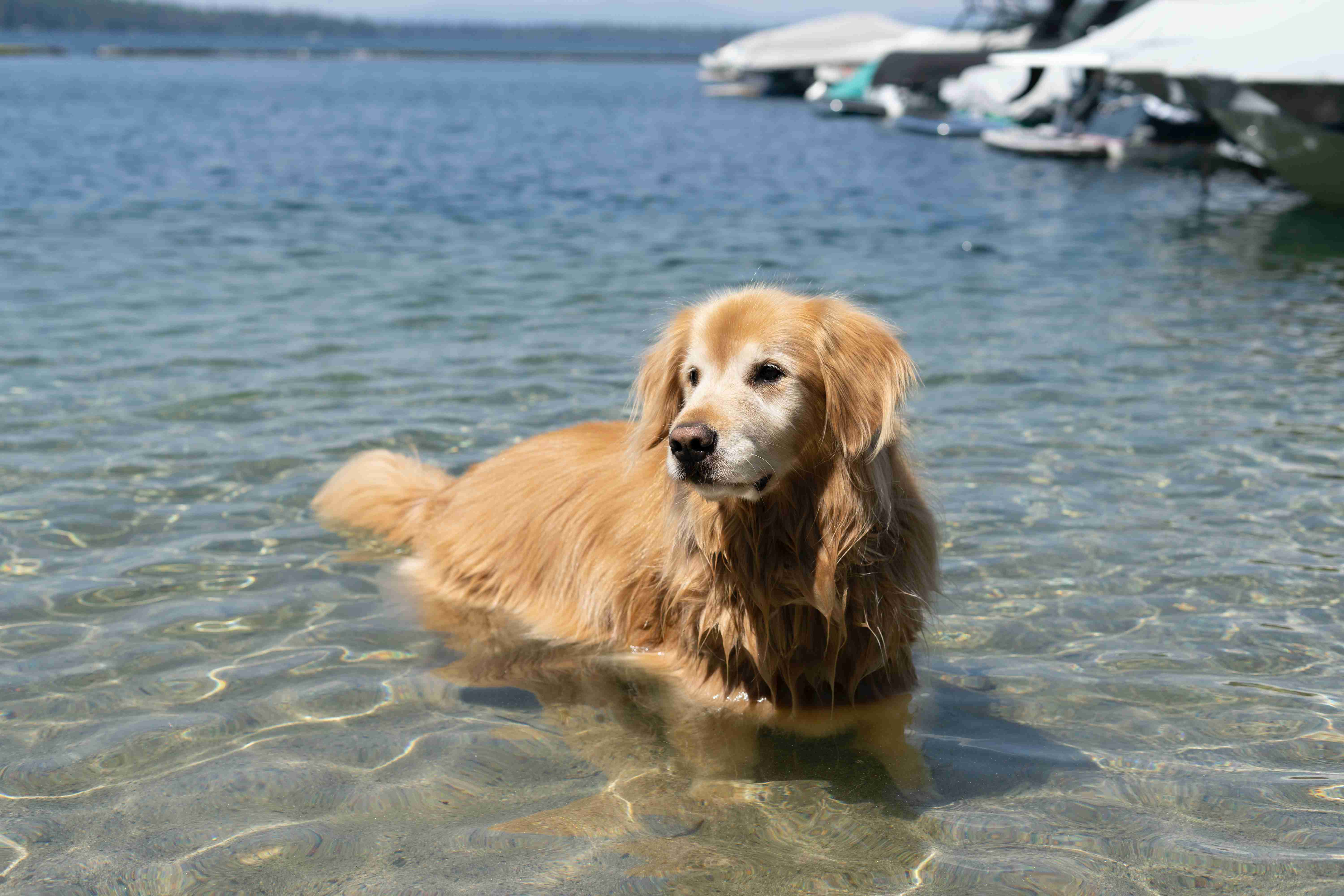 How can I prevent my golden retriever from developing skin infections?